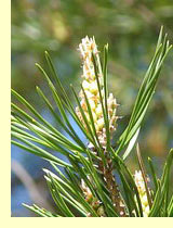 Пихта, ель, сосна и лиственница (Pinus) Пихта, ель, сосна и лиственница (Pinus)